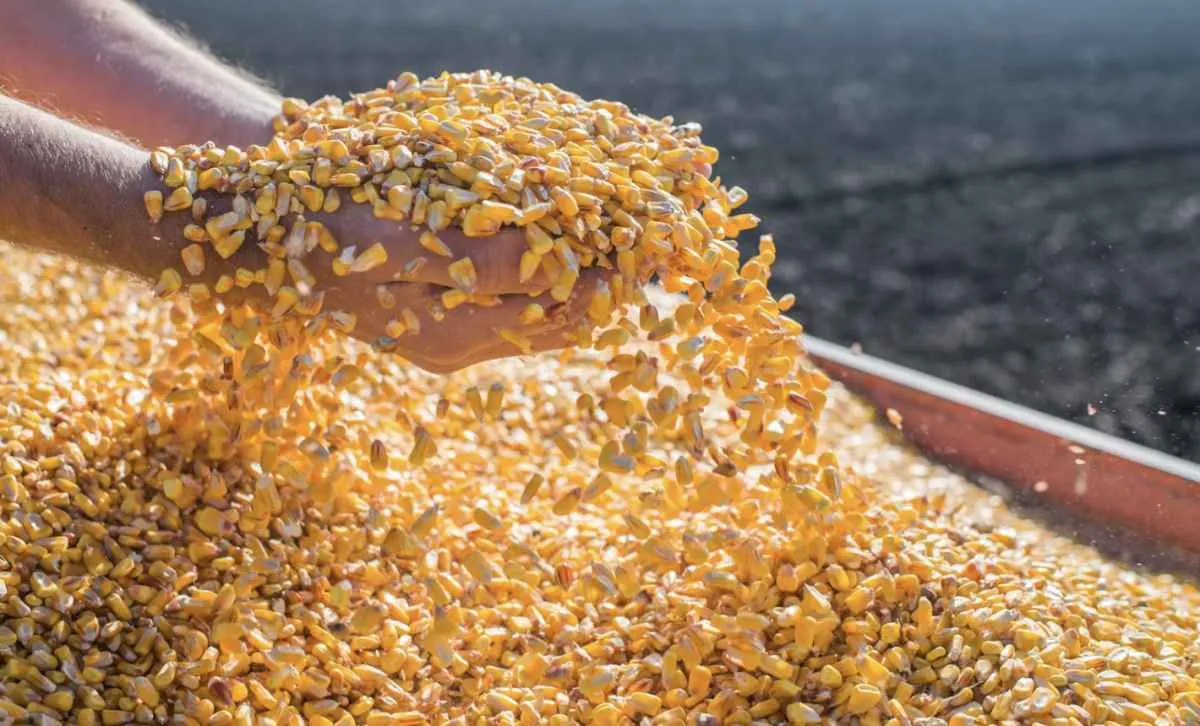 Conab reforça estoques e compra 95 mil toneladas de milho para o ProVB em 2026