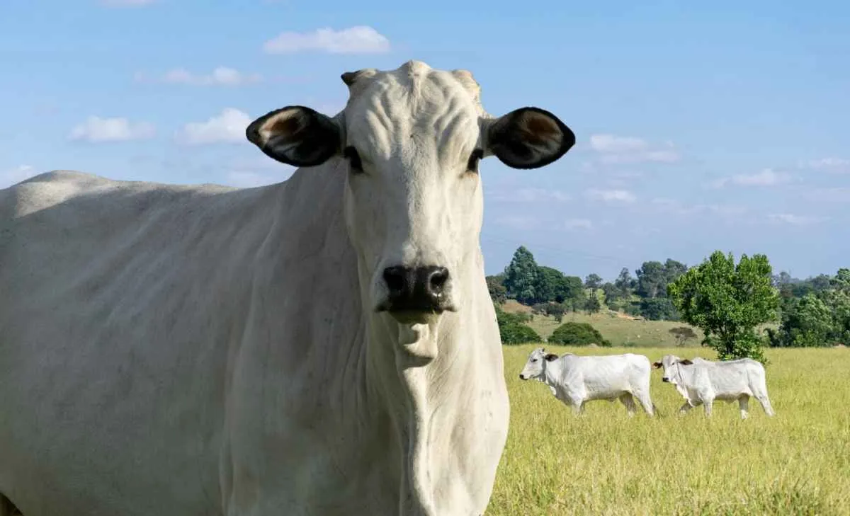 Carne bovina amplia vendas à China em 2025 e enfrenta desafios em 2026