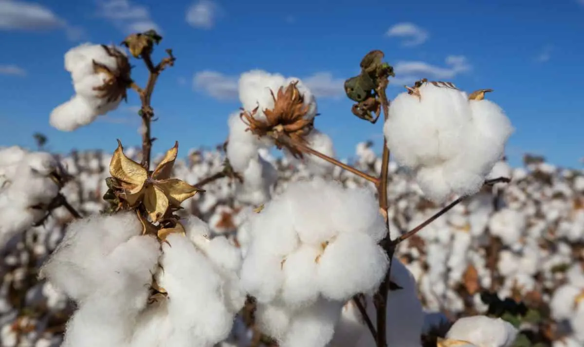 Preços do algodão em pluma recuam nos mercados interno e externo