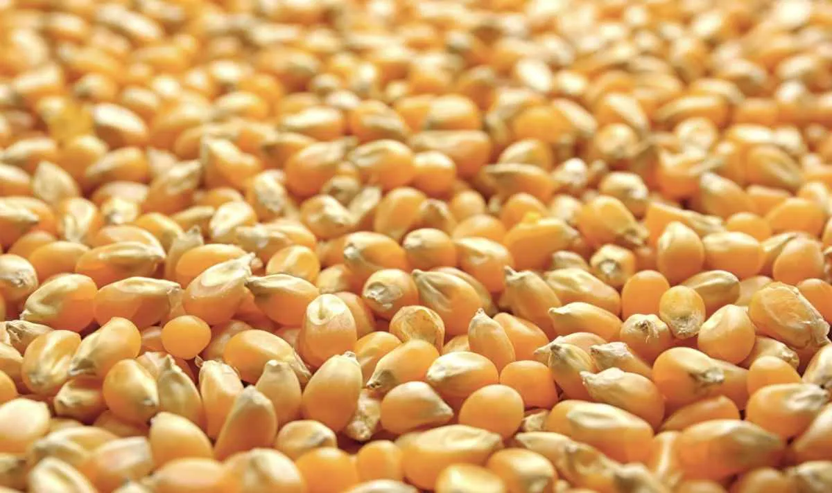 Milho tenta recuperação na CBOT, mas mercado interno segue acomodado