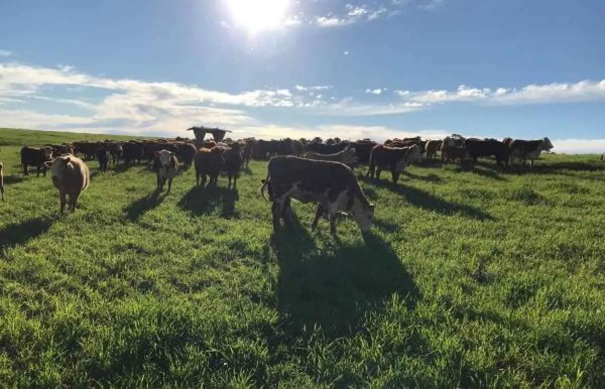 Programa de Sementes e Mudas Forrageiras projeta atender mais de 24 mil produtores no RS