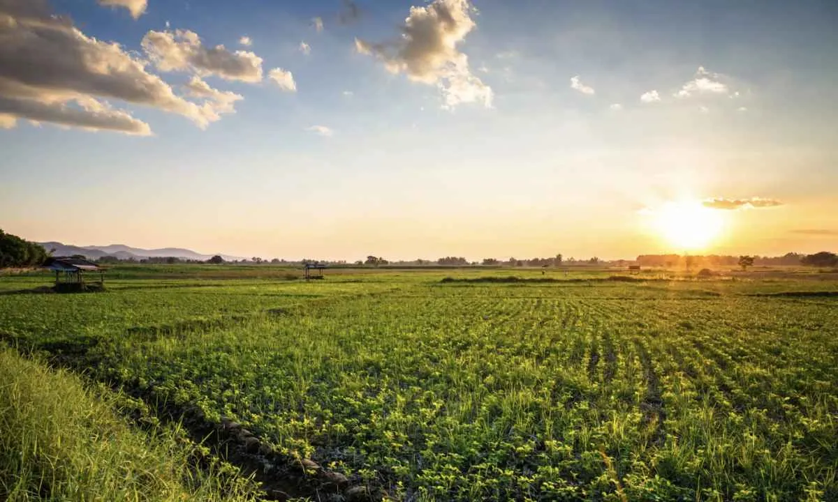 IPPA recua em dezembro, mas fecha 2025 com alta de 8,7%