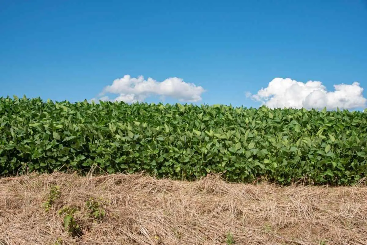 Secretaria da Agricultura amplia prazo de plantio da soja no RS