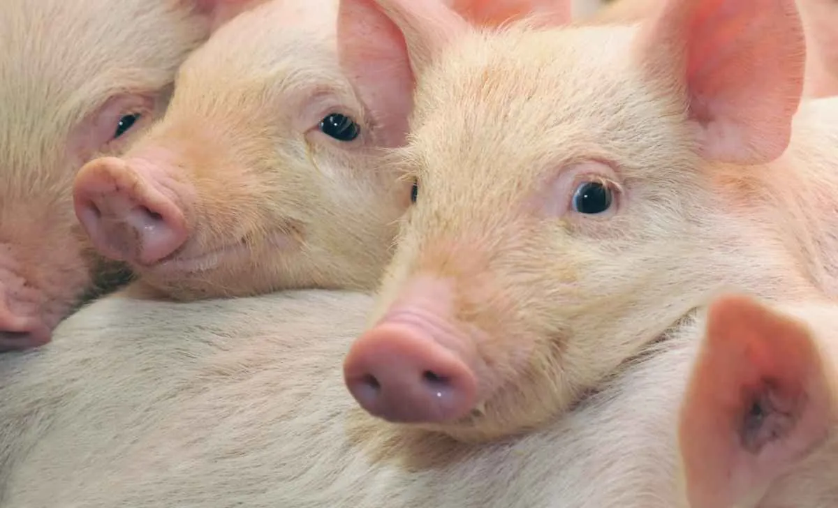 Preços dos suínos recuam com força