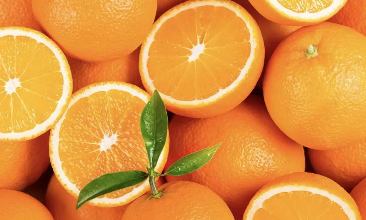 Exportações de suco de laranja recuam no início da safra 2025/26