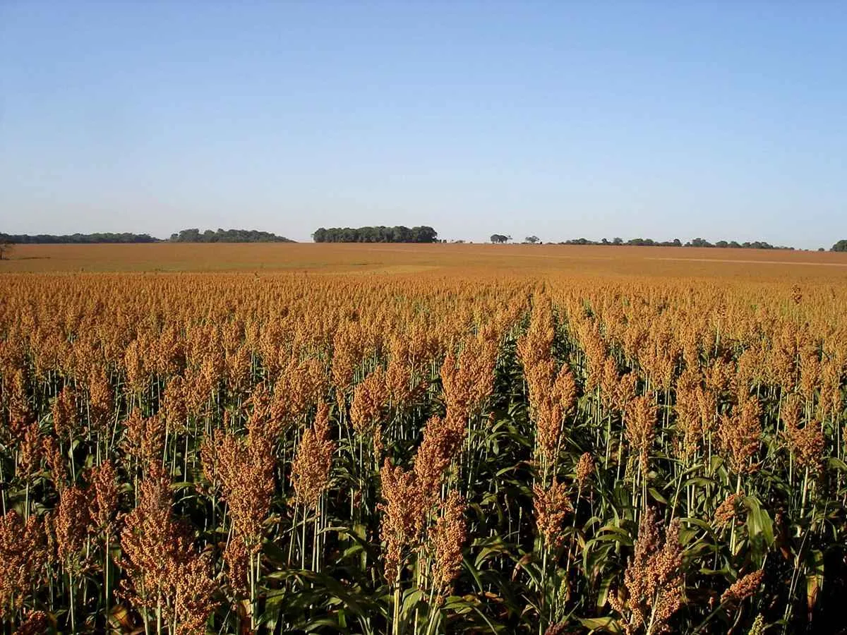 Sorgo avança no calendário agrícola e pode se destacar na safrinha