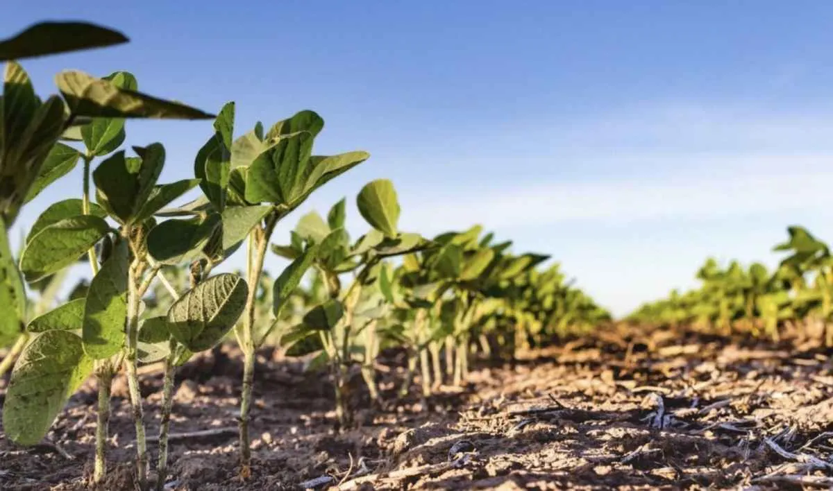 Calendário de Semeadura pode ganhar novo prazo no RS