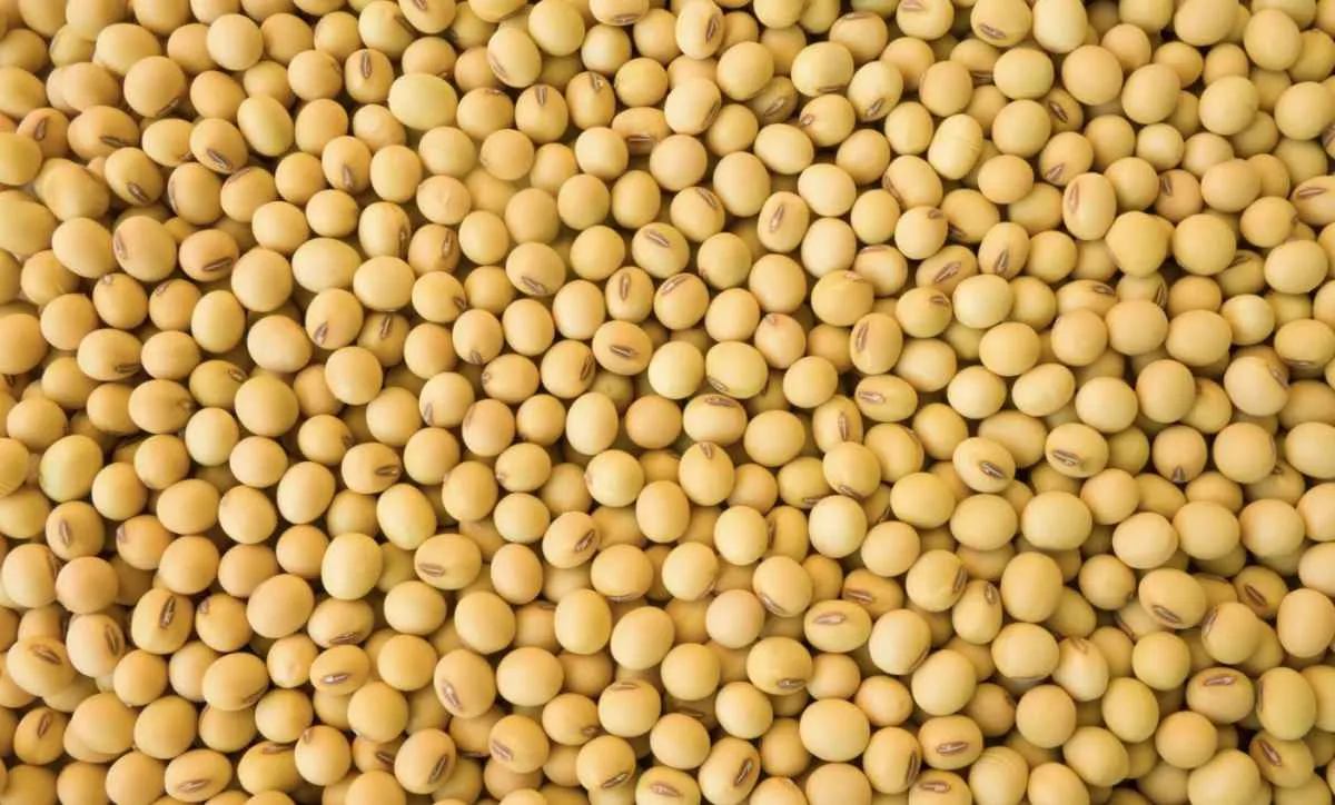 ABIOVE inicia tratativas para desfiliação da Moratória da Soja e reforça compromisso com a sustentabilidade