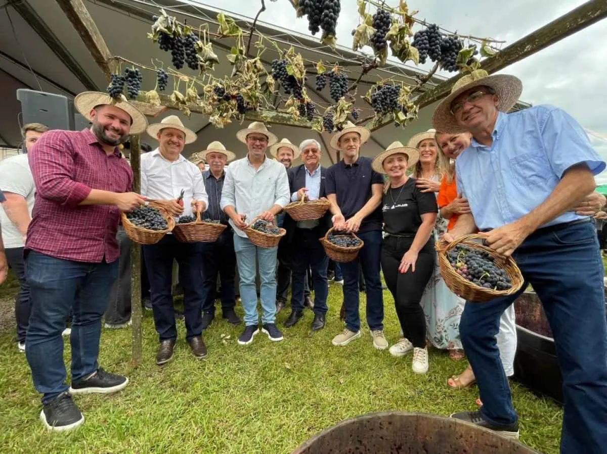 RS abre colheita da uva com expectativa de safra positiva em 2026