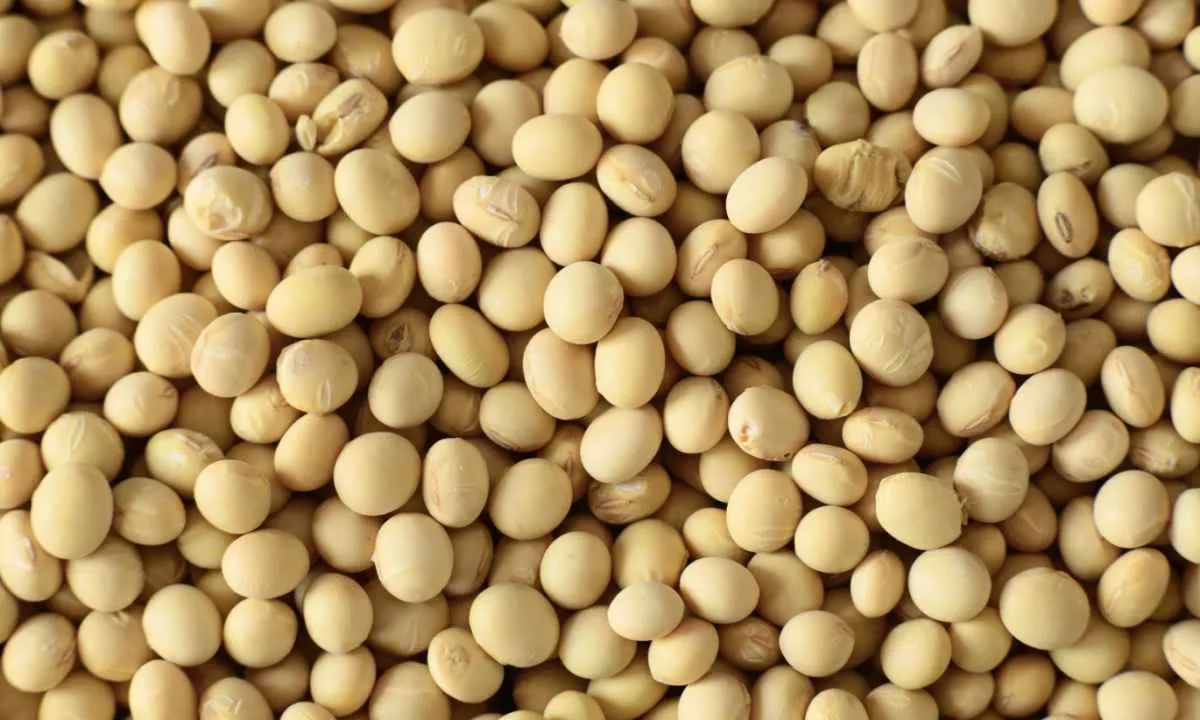 Hedgepoint eleva projeção da soja do Brasil para 179,5 mi t