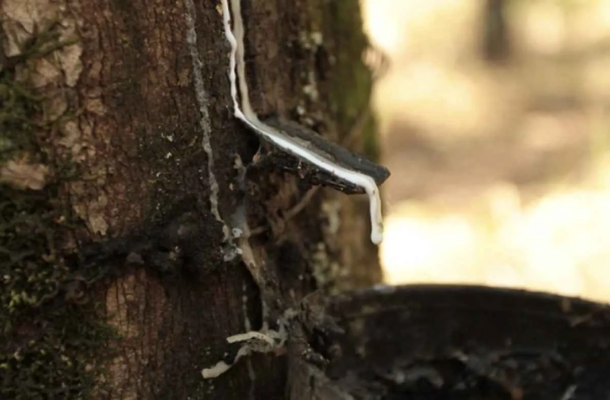 Preço de referência de importação da borracha natural sobe 3% em dezembro
