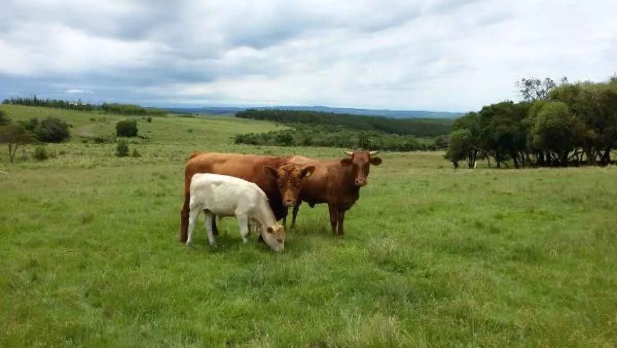 Pastagens em bom desenvolvimento favorecem alimentação dos rebanhos no RS