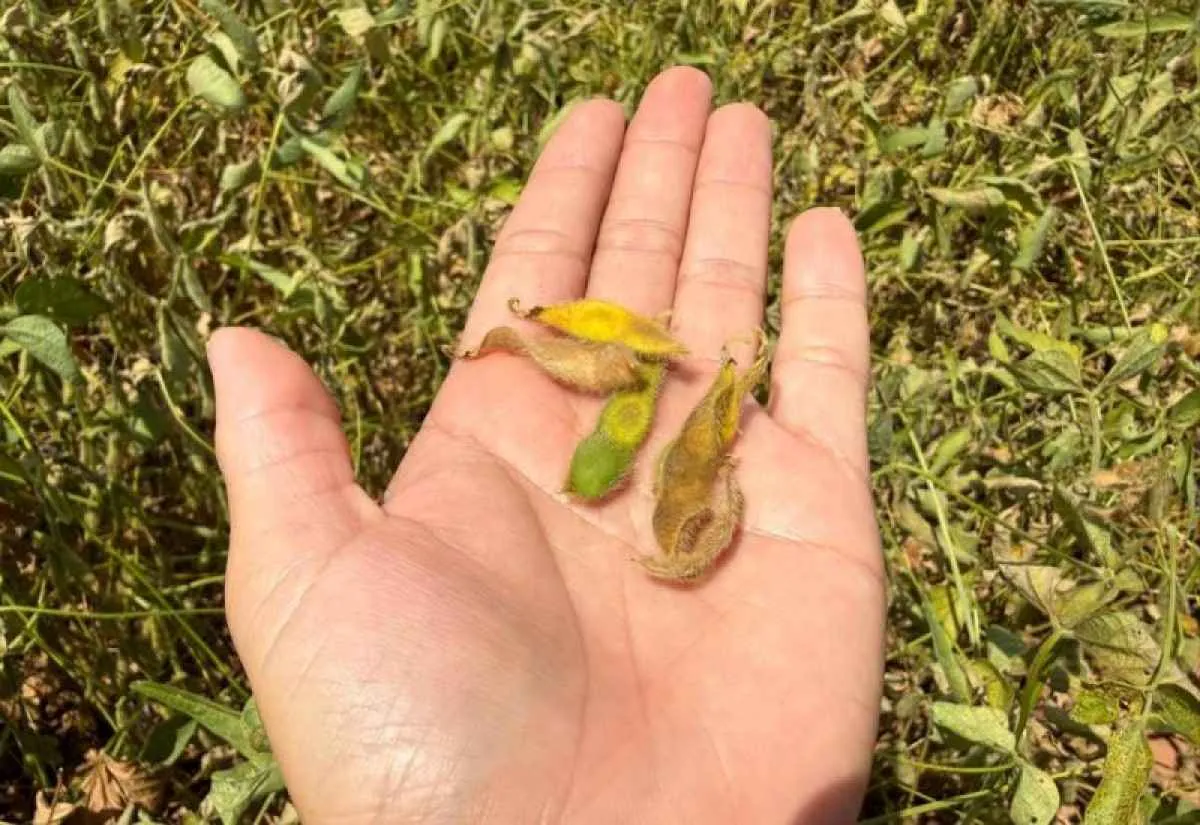 Clima seco deixa produtores do Sul de MS em alerta