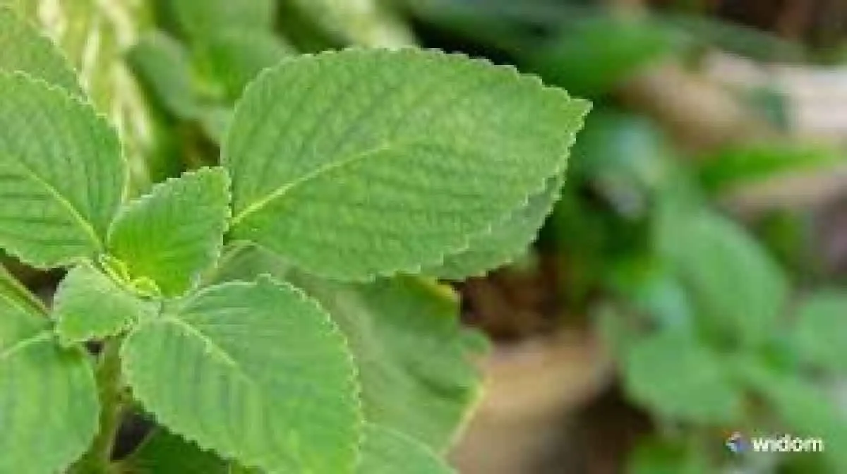 STR Passo Fundo abre inscrições para curso de Plantas Medicinais