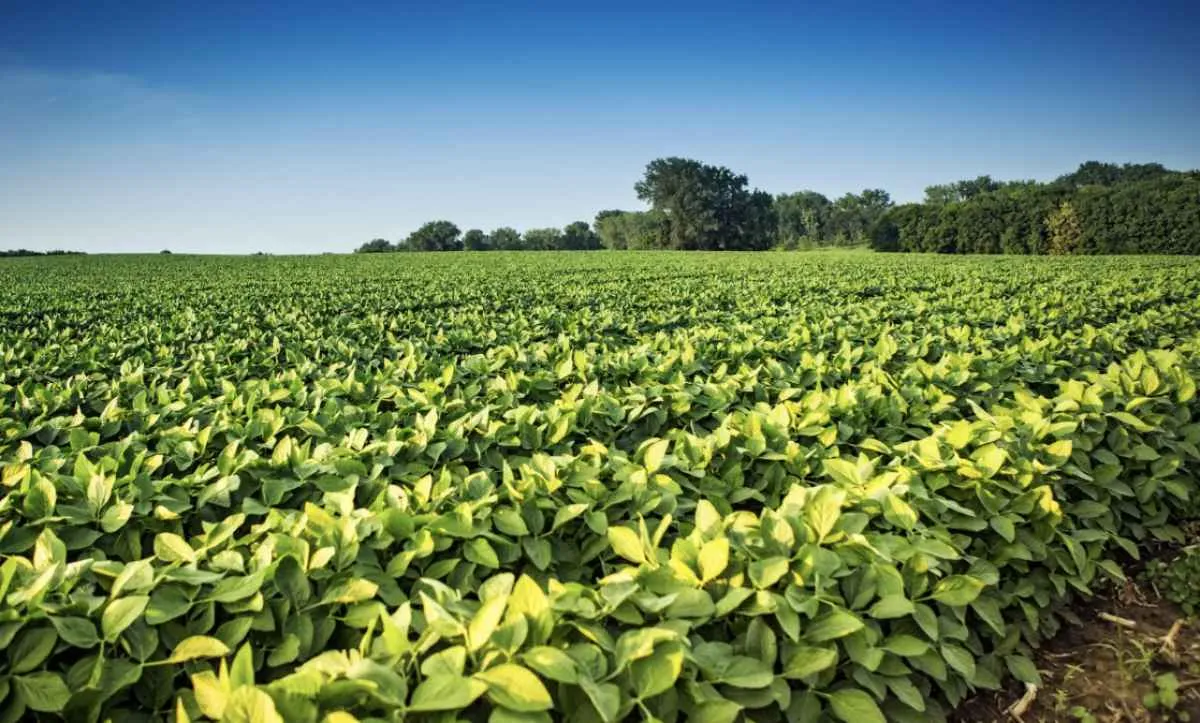 Expedição Safra Goiás indica queda na produtividade da soja