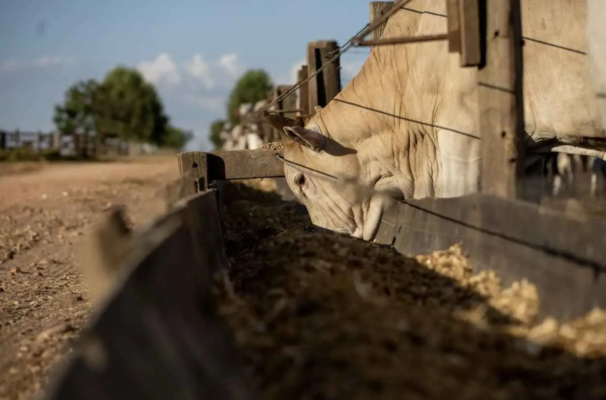 Mato Grosso amplia abate de bovinos em 43% desde 2006