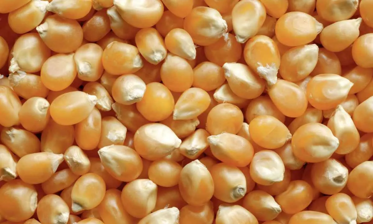Exportações de milho sobem 44% em dezembro de 2025
