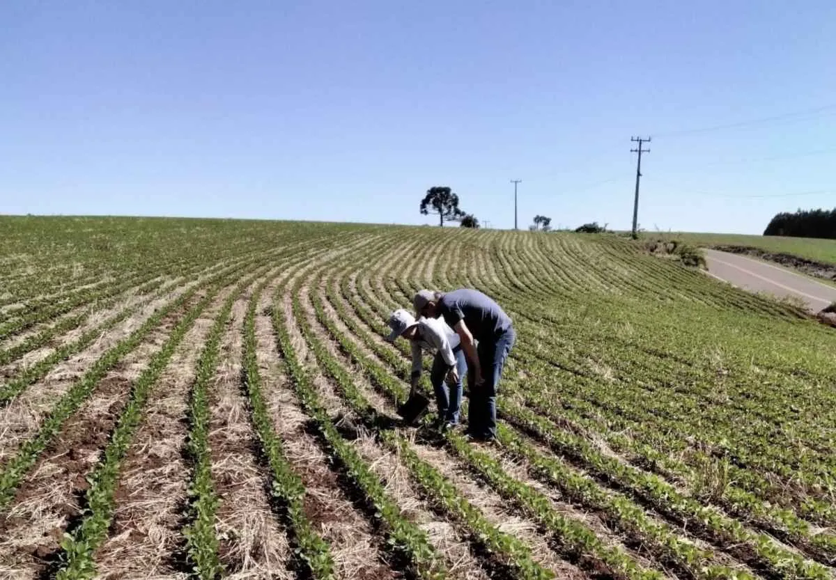Adapar amplia período de plantio da soja para produção de sementes no Paraná