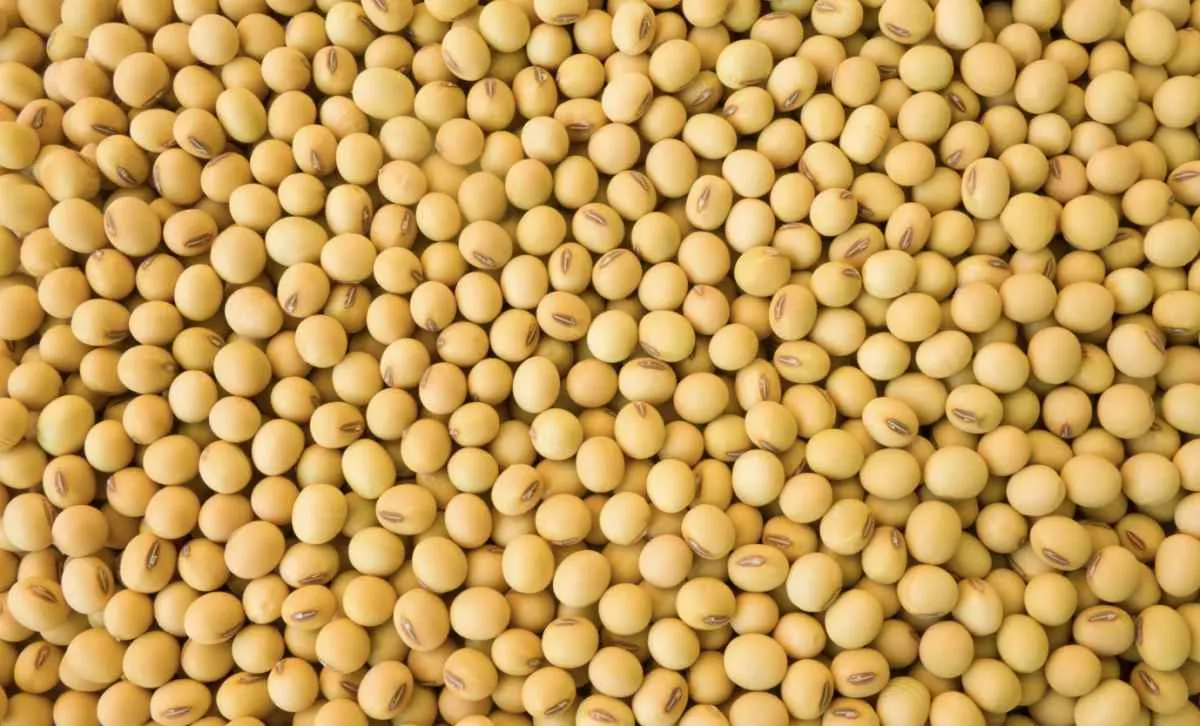 Soja mantém estabilidade na CBOT, mas preços seguem pressionados no mercado interno