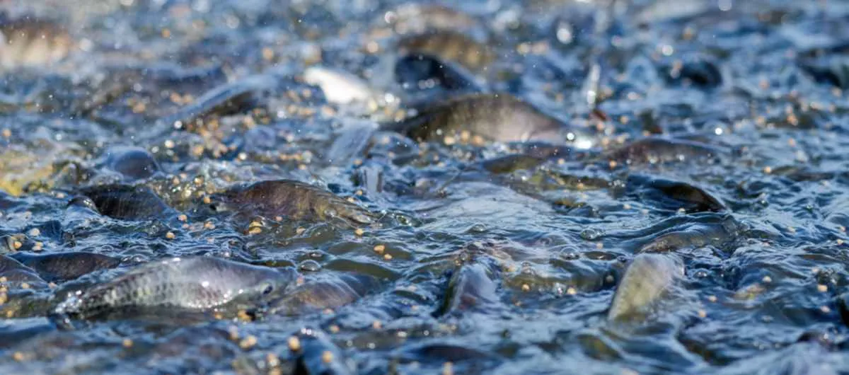 Paraná reduz ICMS da ração para peixe a pedido do Sistema FAEP