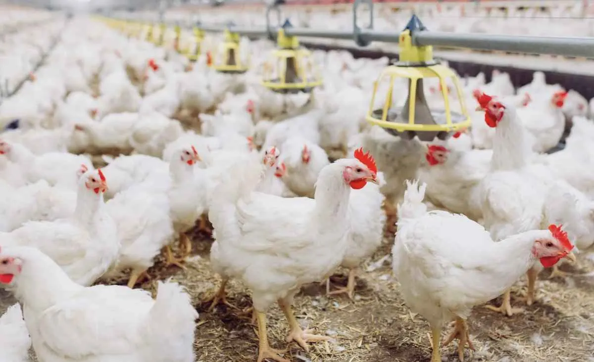 China reabre mercado para carne de frango do Rio Grande do Sul