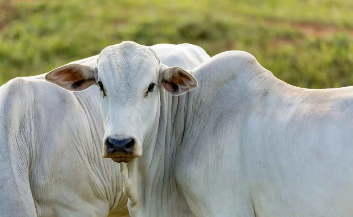 Negócios e preços do boi encerram janeiro firmes