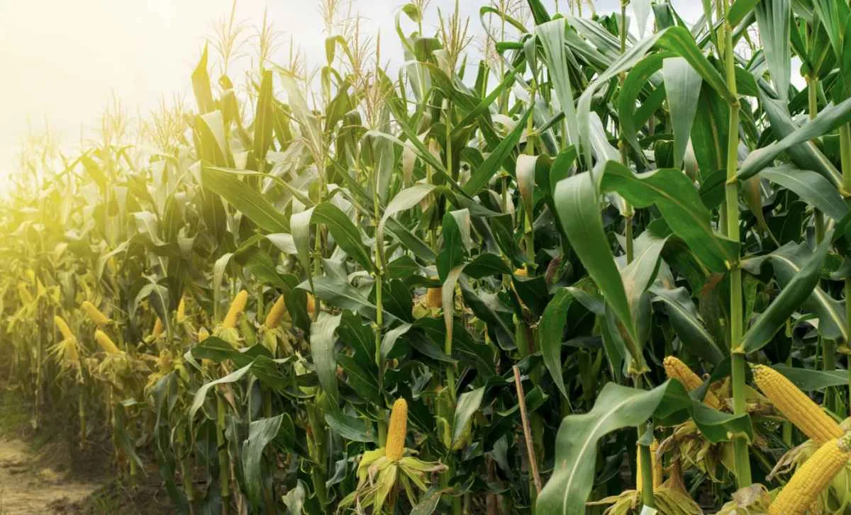 Milho safrinha inicia o ciclo sob pressão no plantio