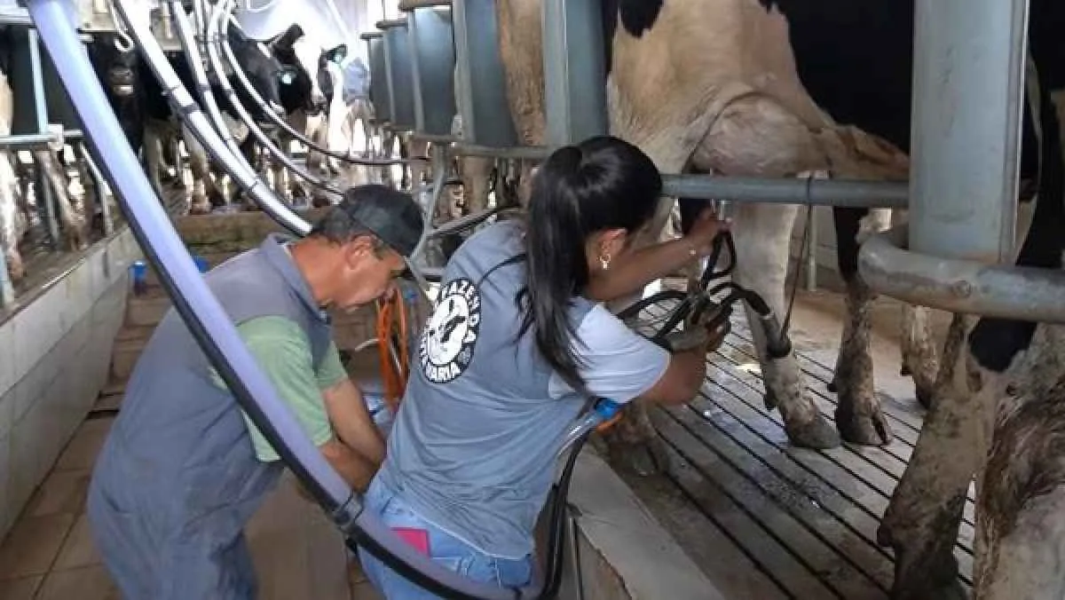 Tecnologia e agroindustrialização impulsionam produção de leite em Humaitá