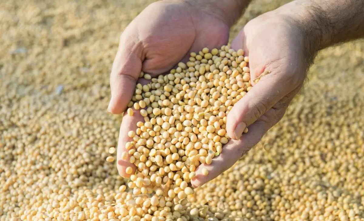 Queda do dólar e expectativa de safra recorde pressionam soja