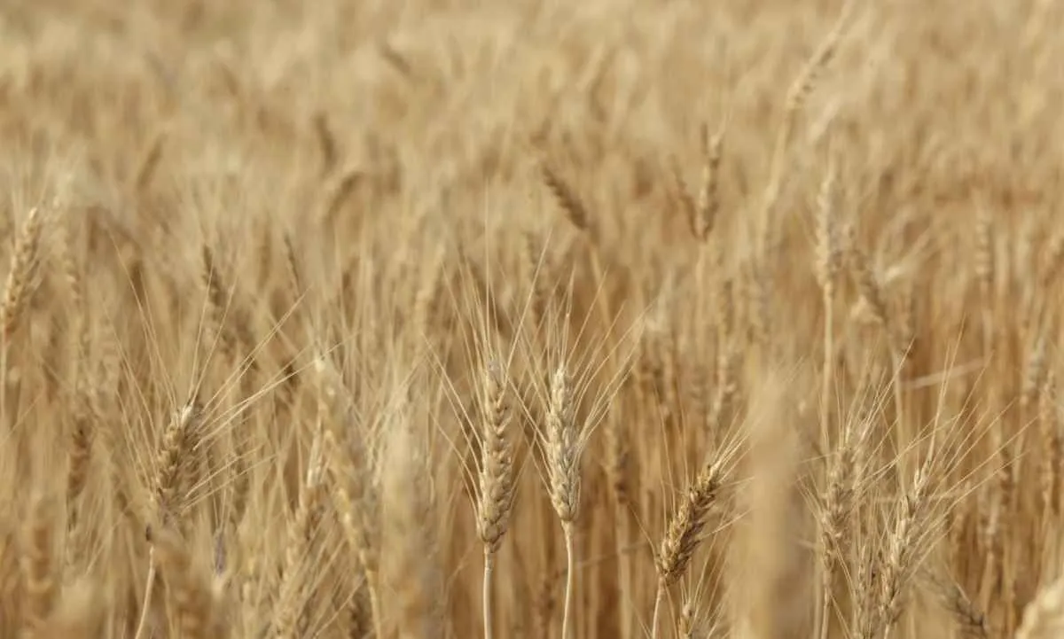 Safra mundial de trigo deve bater recorde e ampliar estoques