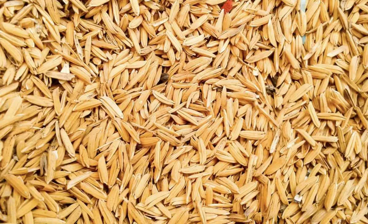 Mercado de arroz em casca enfrenta pressão com excedente global