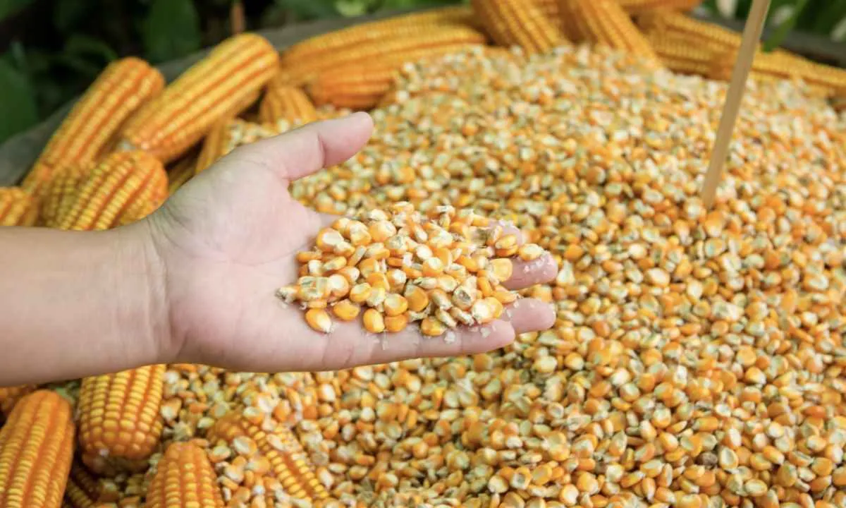 Milho reage em Chicago, mas mercado interno segue acomodado