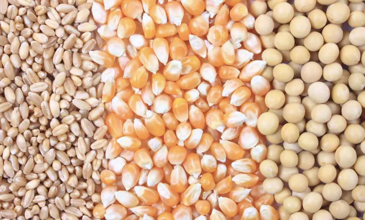 Oferta maior de grãos pressiona preços e reforça viés baixista para soja, milho e trigo