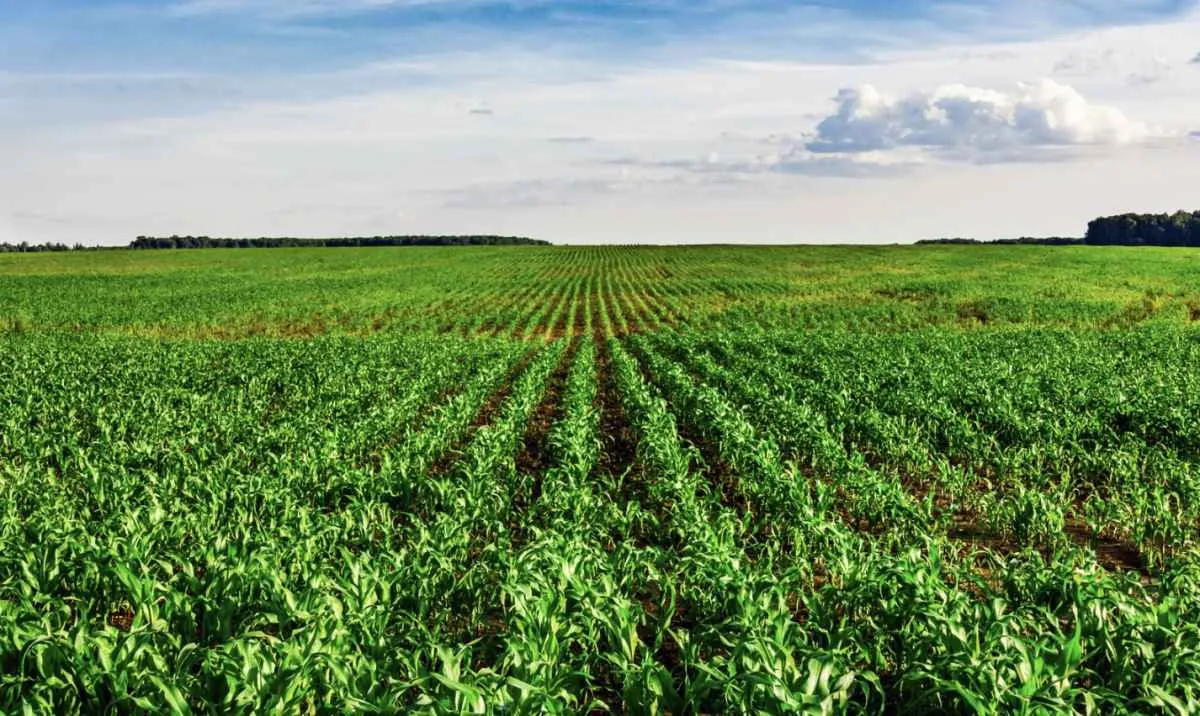 Produtores de Goiás ganham prazo maior para licenciamento ambiental