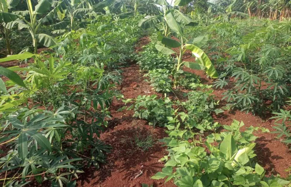 Crédito rural impulsiona produção orgânica e transição agroecológica em SP