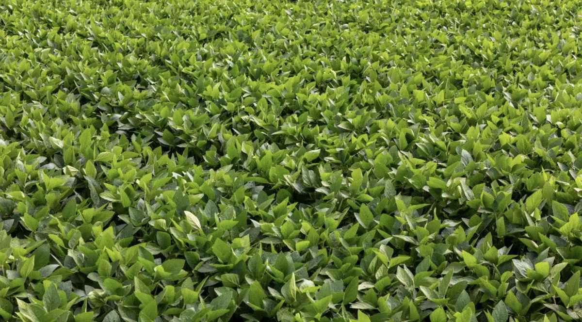 Moratória da Soja perde validade após decisões do STF e do Cade