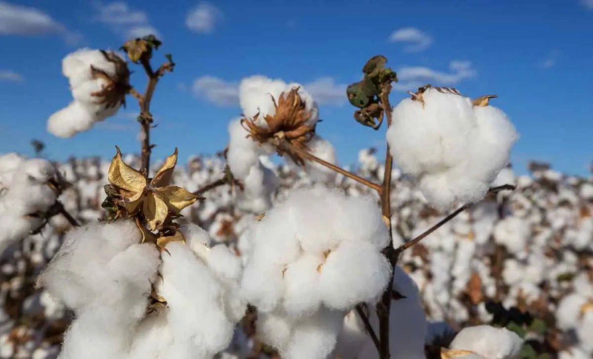 Exportações de algodão alcançam recorde em 2025