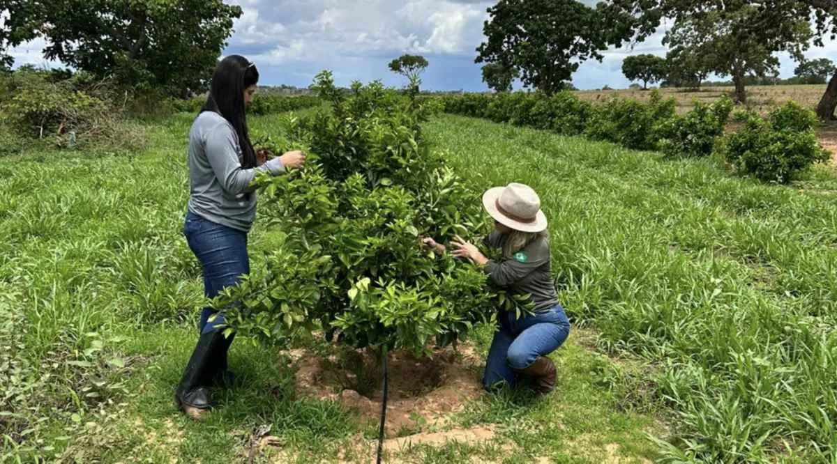 Fiscalização descarta novos focos de cancro cítrico em Goiás