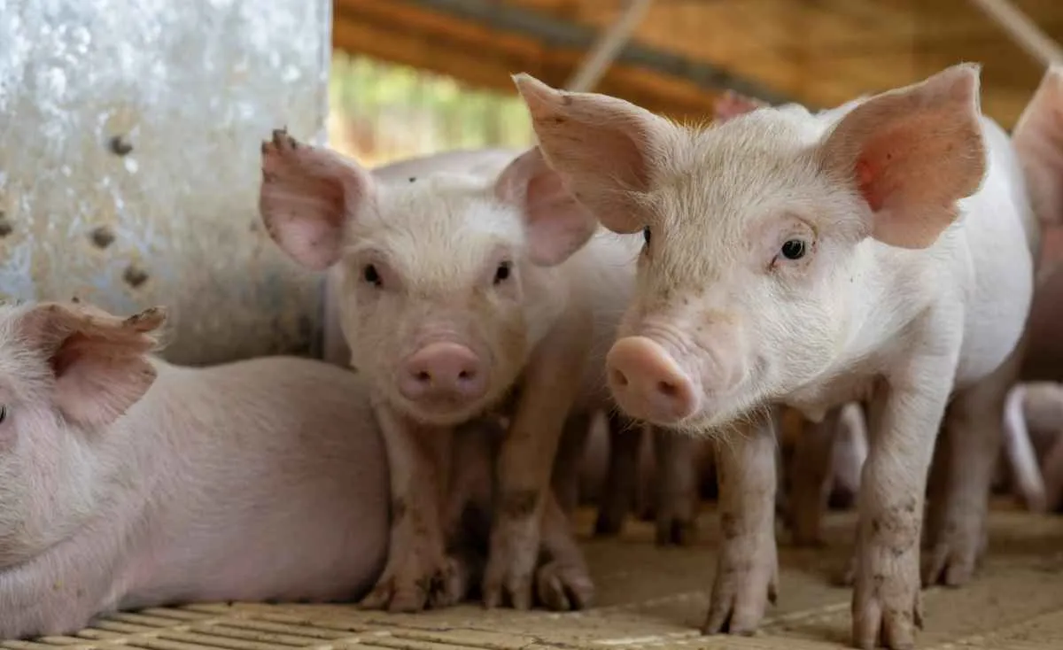 Queda de até 20% no suíno pressiona produtor