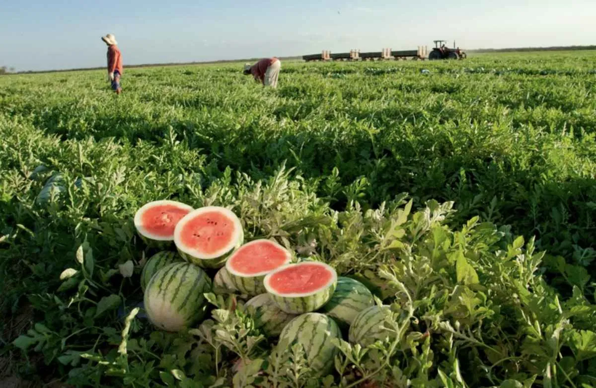 Exportações de frutas do Brasil à Europa crescem em 2025