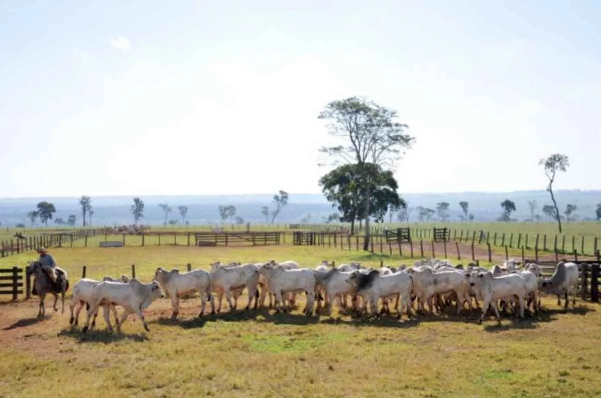 Ciclo pecuário entra em transição e pede estratégia