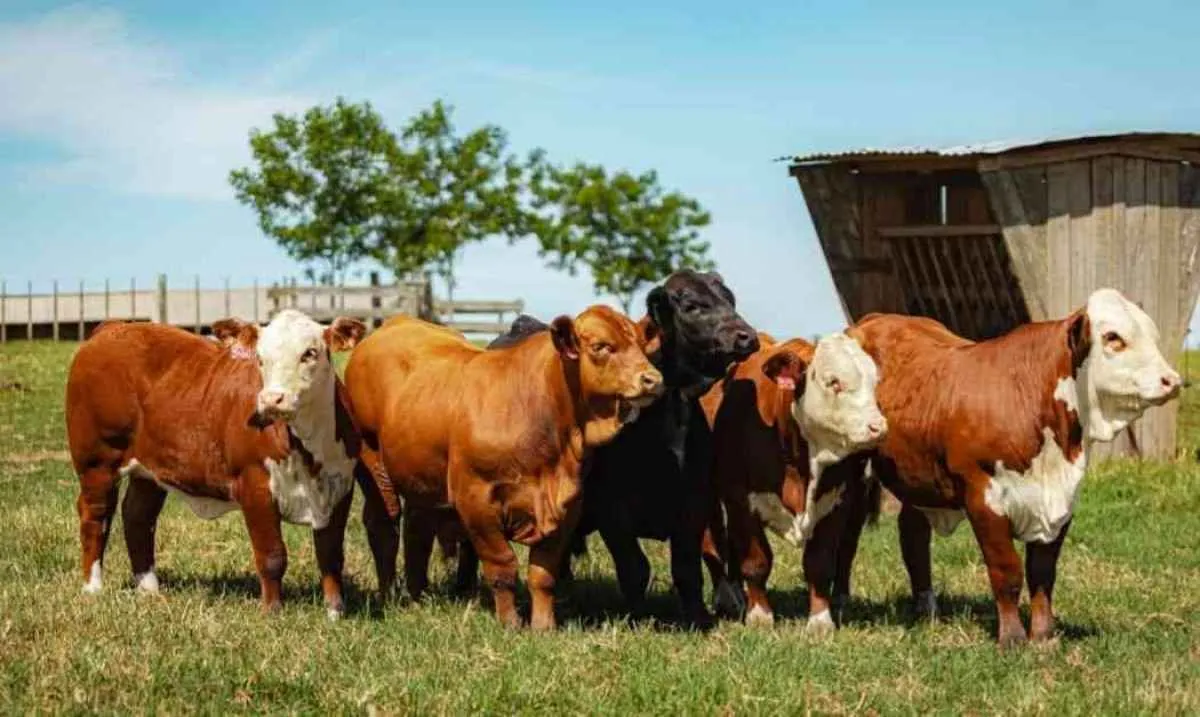 Pecuária do Show Rural terá novas raças e soluções para impulsionar a produção