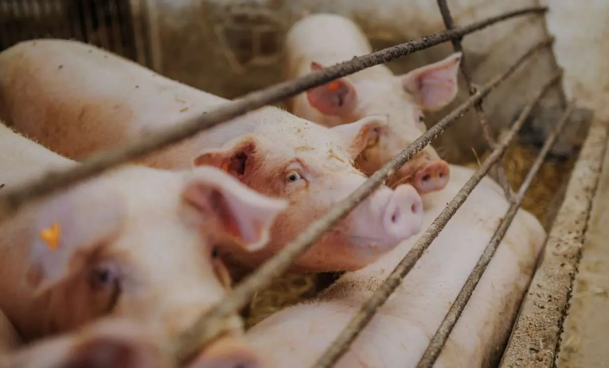 Show Rural destaca suinocultura com tecnologia, degustações e palestras técnicas