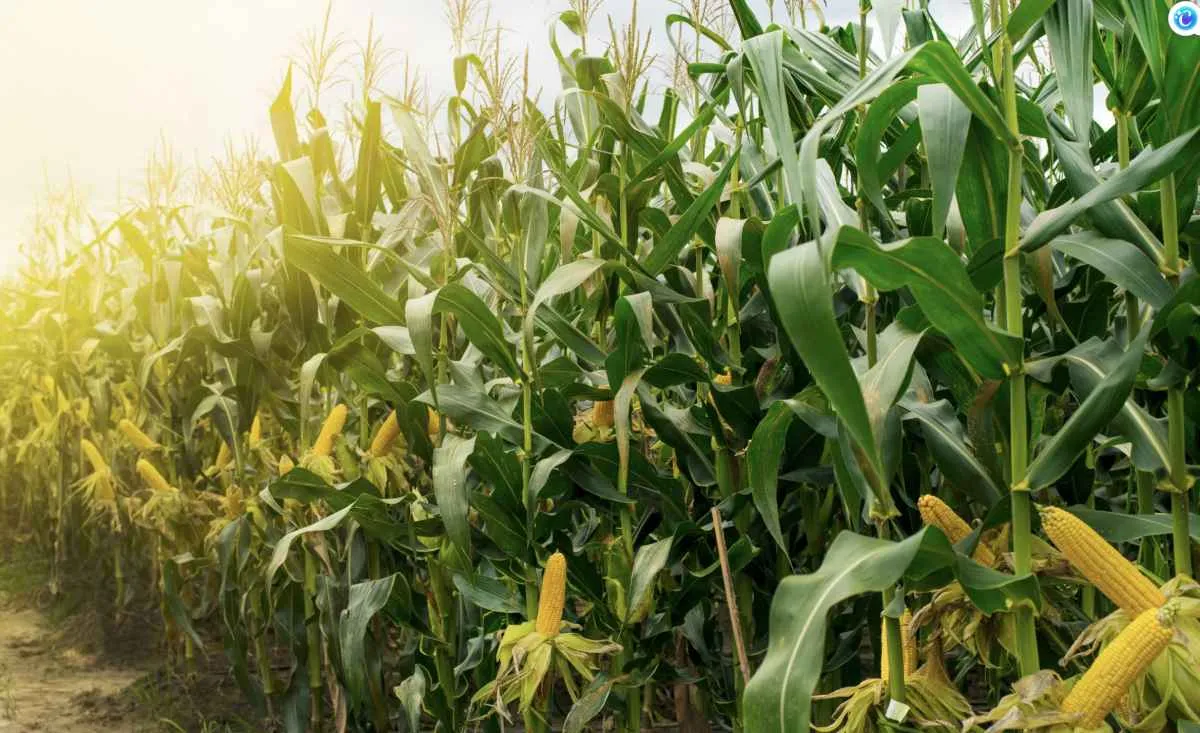 ProVB autoriza retomada das vendas de milho pela Conab