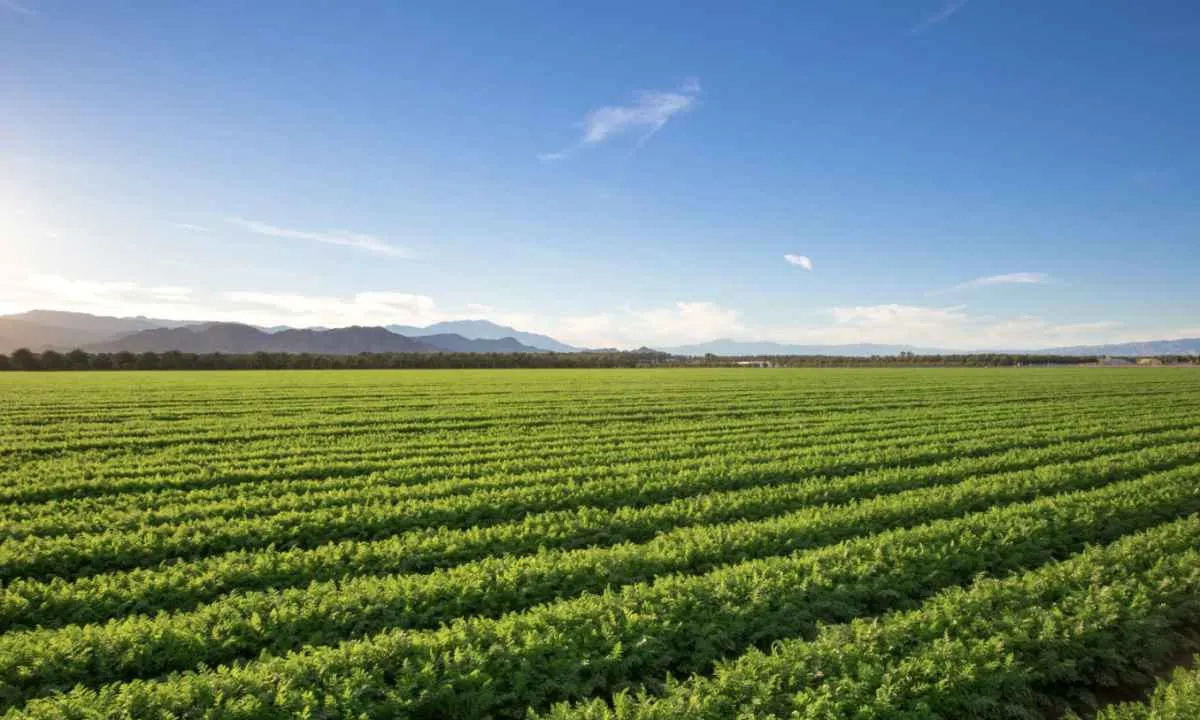 Chuvas garantem bom desenvolvimento das lavouras de primeira safra em janeiro