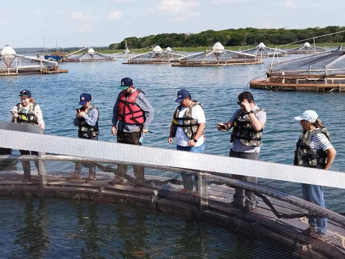 Instituto de Pesca pesquisa tanques-rede de grande volume na piscicultura continental