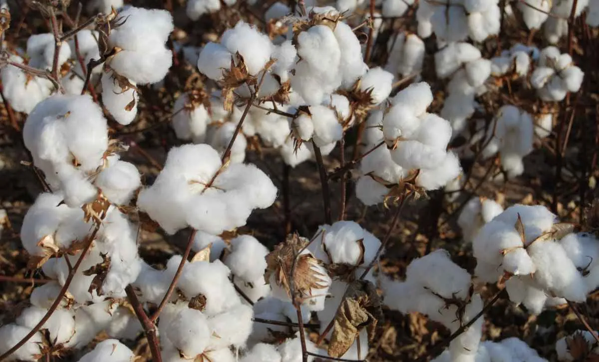 Chuvas intensas impactam colheita da soja e elevam pressão de pragas no algodão em MT