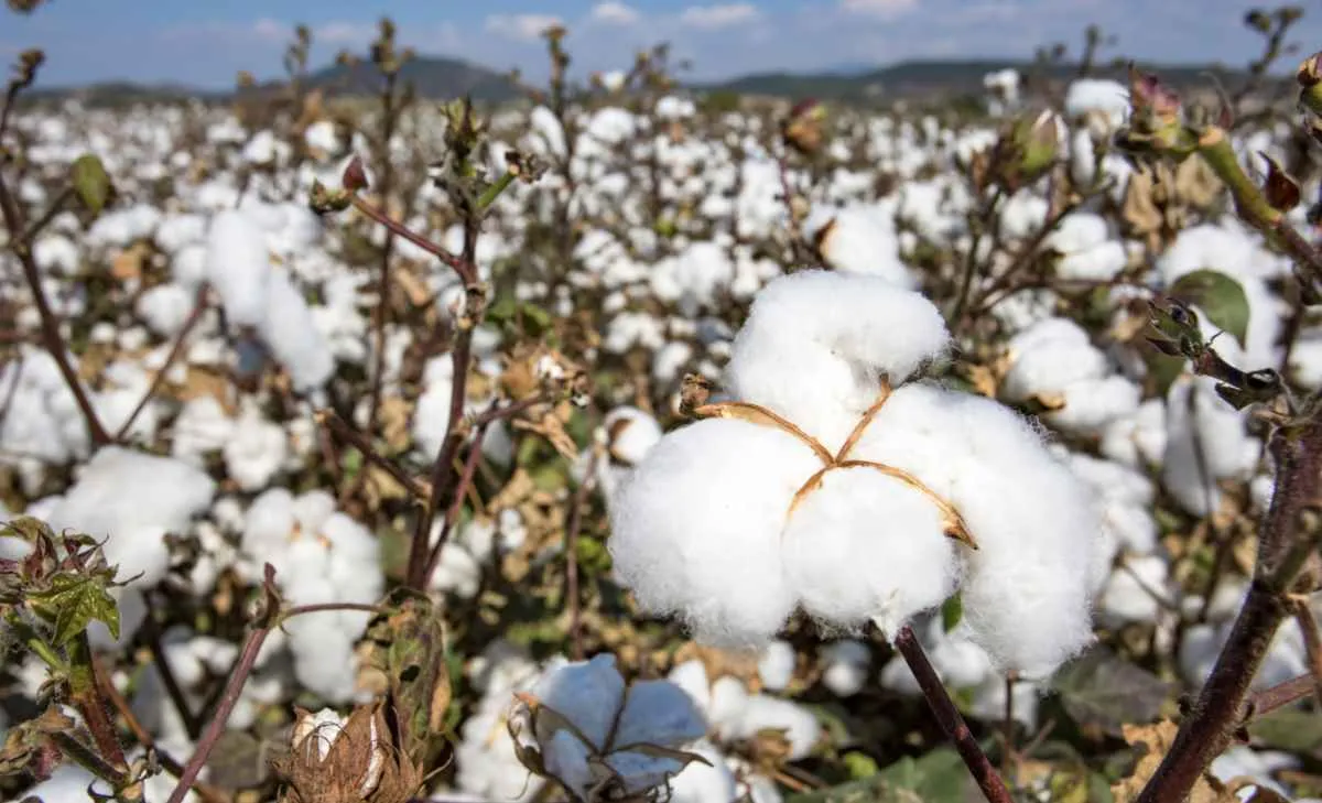 Mercado de algodão segue pressionado, apesar de sinais pontuais de demanda