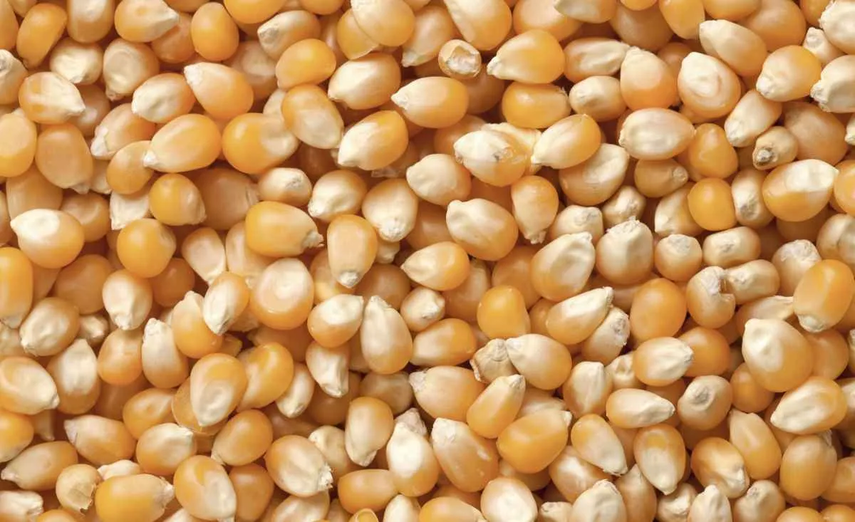 Mercado do milho segue lento com atraso na safrinha
