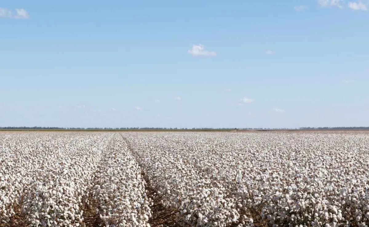 Algodão evidencia impacto social e ambiental no Dia do Agronegócio